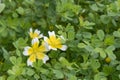 Poached egg plant Limnanthes douglasii, flowering plants